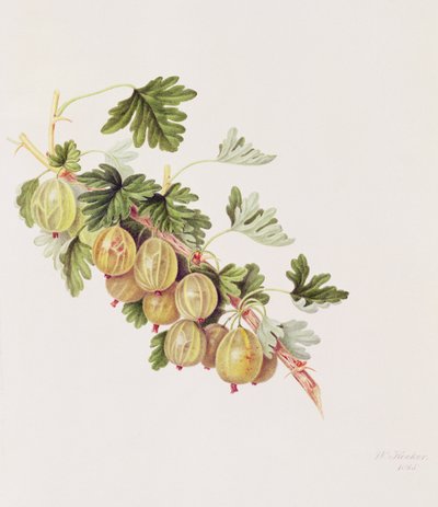 Grøn stikkelsbær, 1815 af William Hooker