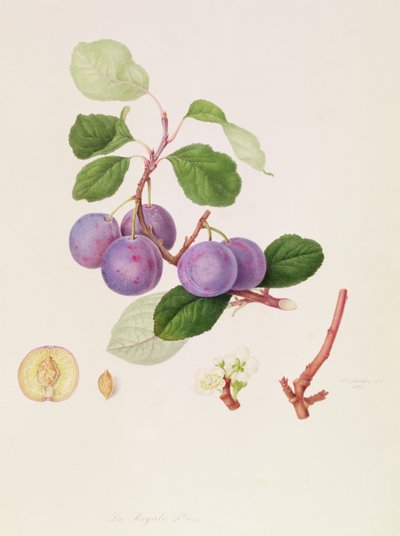 The Royale Plum, 1815 af William Hooker