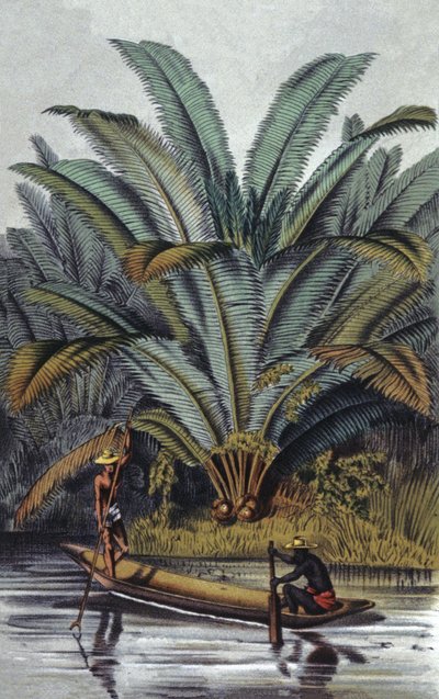 Palmetræ af William Hooker