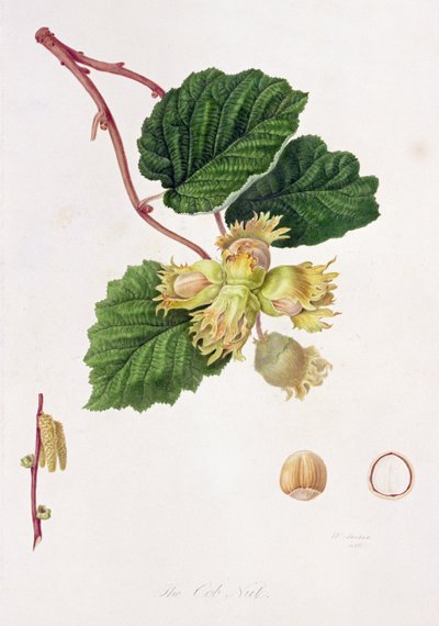 The Cob Nut, 1816 af William Hooker