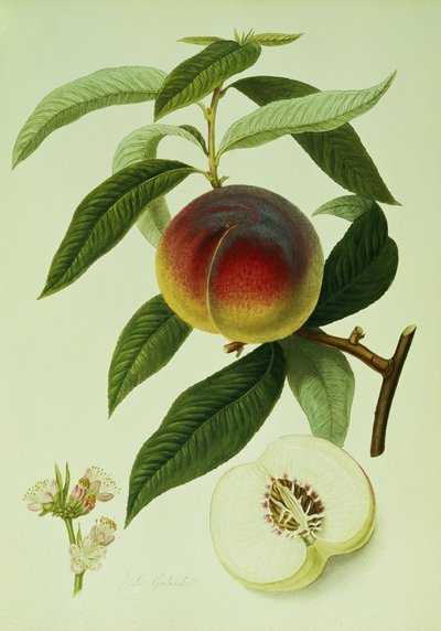 The Galande Peach (farvelitografi) af William Hooker