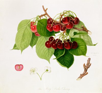 May Duke Cherry, 1815 af William Hooker