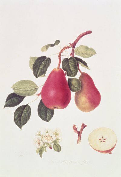Den skarlagensrøde pære, 1819 af William Hooker