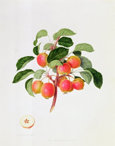 Det tartariske krabbeæble, 1819 af William Hooker