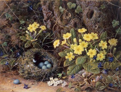 Stilleben med fuglerede, primula og violer (blyant og akvarel) af William Hough