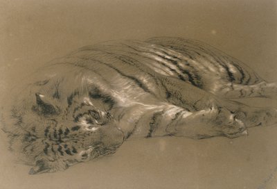 En sovende tiger, 1876 (blyant og kridt på papir) af William Huggins