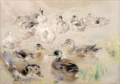 Studie af ænder af William Huggins