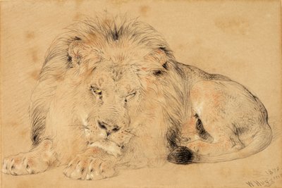 Study of a Lion, 1879 (kridt på papir) af William Huggins