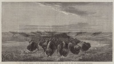 En flok bisons krydser en flodbund på Upper Missouri, i den sene internationale udstilling af William Jacob, Sr. Hays