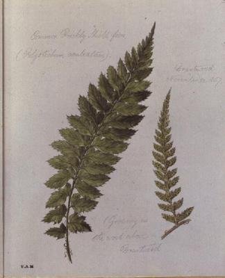 Common Prickly Shield-bregne, malet i Brantwood, 30. november 1857 (akvarel på papir) af William James Linton
