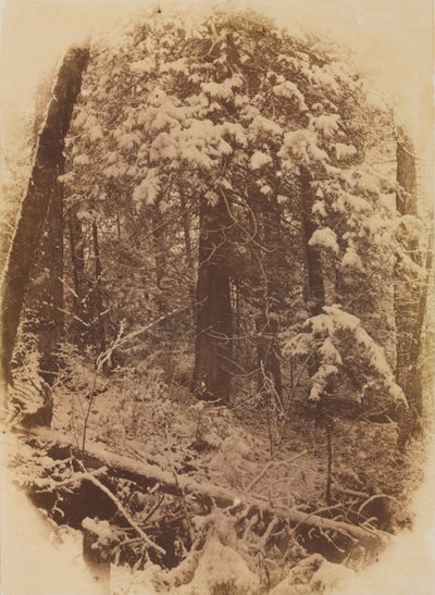 Uden titel Woods in Snow, 1859. af William James Stillman
