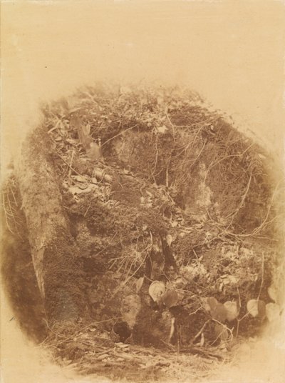 Uden titel, fra porteføljen The Forest: Adirondack-skoven af William James Stillman