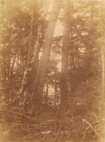 Uden titel, fra porteføljen The Forest: Adirondack-skoven af William James Stillman