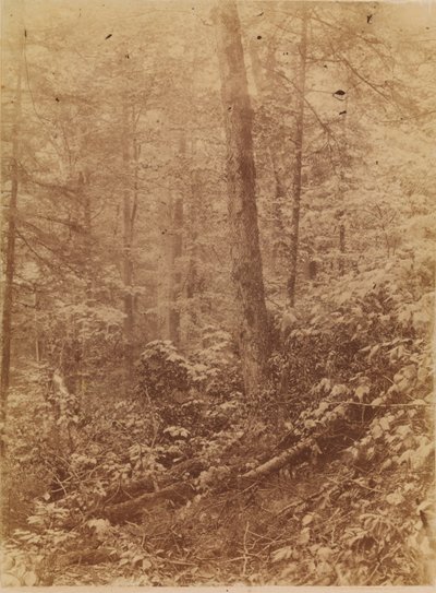 Uden titel, fra porteføljen The Forest: Adirondack-skoven af William James Stillman