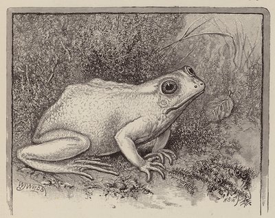 En albino-frø (gravering) af William James Webbe