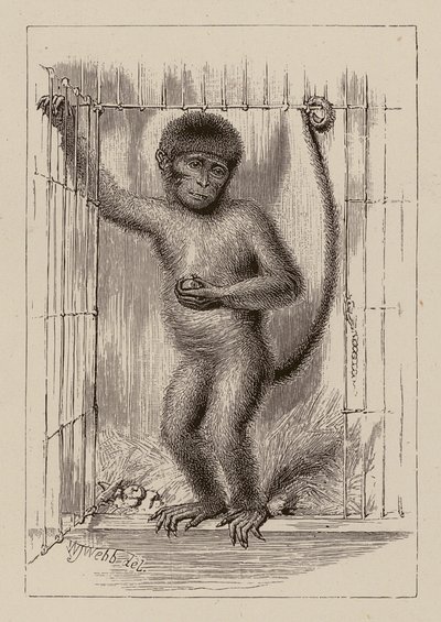 Den sorte abe (kobberstik) af William James Webbe
