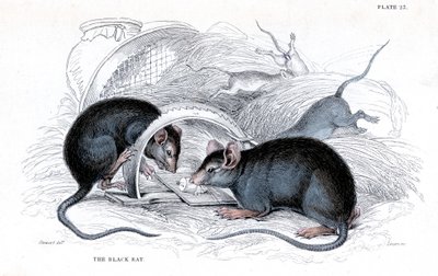 Gravering af sort rotte fanget i fælden, 1838 af William Jardine