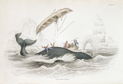 Harpuner en Grønlandshval, som har smidt en af de angribende både. Fra William Jardine The Naturalist