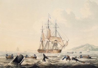 Whaling in South Seas, gravering af William John Huggins (1781-1845), 44x57 cm af William John Huggins