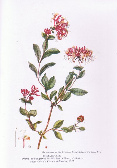 Honeysuckle, Nature in Britain udgivet af Collins, 1946 af William Kilburn
