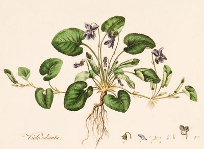 Sød Violet, c1770-1790. af William Kilburn