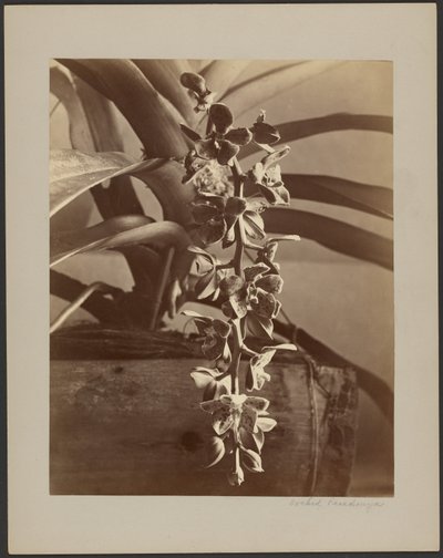 Orkideer, Ceylon af William Louis Henry Skeen