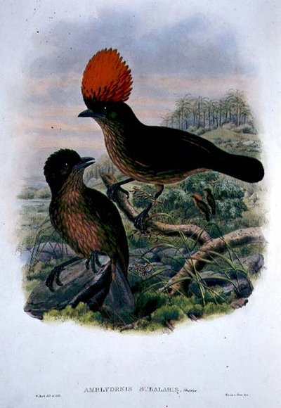 Amblyornis Subalaris (farve litho) af William Matthew Hart