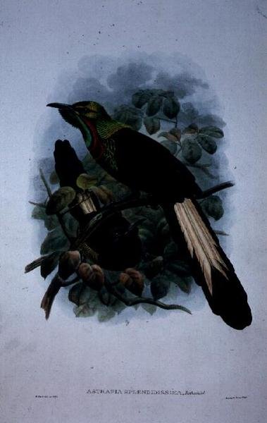 Astrapia Splendidissima (farve litho) af William Matthew Hart