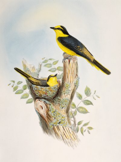 Brunrumpet minivet (Pericrocotus cantonensis), litografi fra Birds of Asia af William Matthew Hart