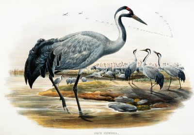 Trane (Grus cinerea), litografi fra Birds of Great Britain af William Matthew Hart