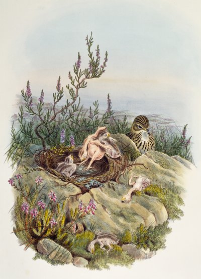 Common Cuckoo, af John Gould (1804-1881), litografi af William Matthew Hart (1830-1908), Storbritannien af William Matthew Hart