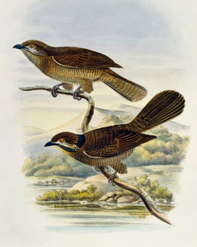 Dværg koel (Microdynamis parva), gravering af William Matthew Hart (1830-1908), Storbritannien af William Matthew Hart