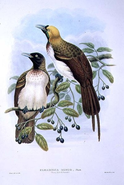 Paradisaea Guilielmi - Lesser Bird of Paradise (farve litho) af William Matthew Hart