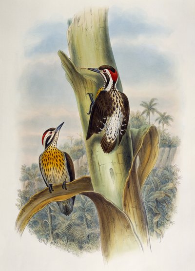 Filippinsk pygmæspætte (Dendrocopos maculatus), litografi fra Birds of Asia af William Matthew Hart