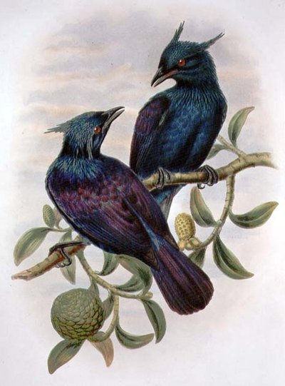 Phonygama Purpureiviolacea (farve litho) af William Matthew Hart