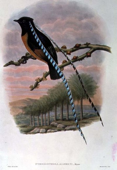 Pteridophora Alberti, konge af Sachsen Paradisfugl (farve litho) af William Matthew Hart