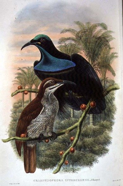 Ptiloris Magnificus, Rifle Bird of Paradise (farve litho) af William Matthew Hart