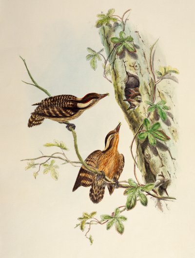 Sunda Spætte (Dendrocopos moluccensis), litografi fra Birds of Asia af William Matthew Hart