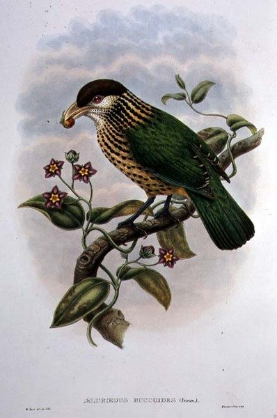 White Eared Catbird - Ailuroedus Buccoides (farve litho) af William Matthew Hart