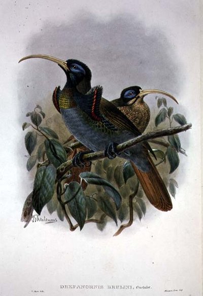 Hvid seglnæbbet paradisfugl (farve litho) af William Matthew Hart