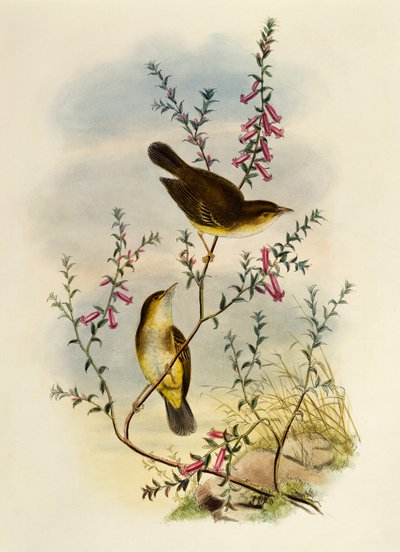 Hvidplettet fluesnapper (Pseudogerygone notata), gravering af William Matthew Hart (1830-1908), Storbritannien af William Matthew Hart