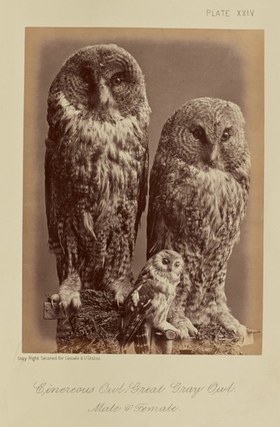 Cinereous Owl; Stor Grå Ugle. Han og hun af William Notman