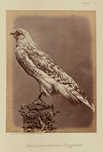 Rødskuldret musvåge af William Notman