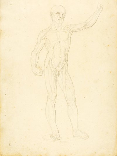 (En Ecorche, set forfra) af William Page