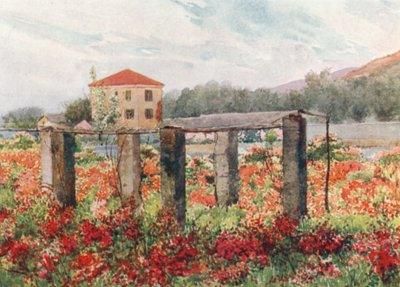 En rosenhave, Bordighera (farvelitografi) af William Scott