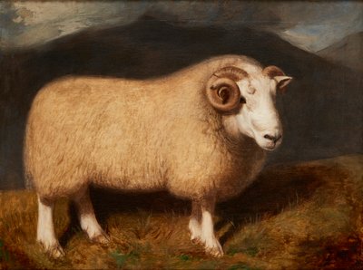 Cheviot Ram (olie på lærred) af William Shiels