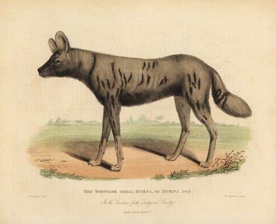 Afrikansk jagthund, Lycaon malet. af William Smellie