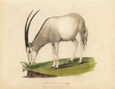 Arabisk oryx eller hvid oryx, Oryx leucoryx. Sårbar. af William Smellie