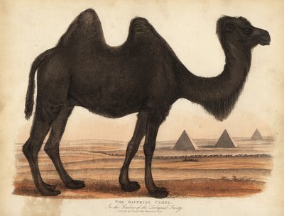Bactrian kamel, Camelus bactrianus. af William Smellie