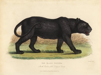 Black Panther, Panthera pardus og Panthera onca. af William Smellie